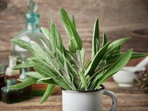 14/06/2026. Atelier découverte des plantes de la femme.