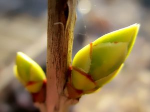 Découvrez l'art de la gemmothérapie en atelier découverte