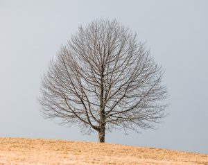 Reconnaissance des essences d'arbre en plein hiver