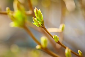 Bourgeons en débourrement