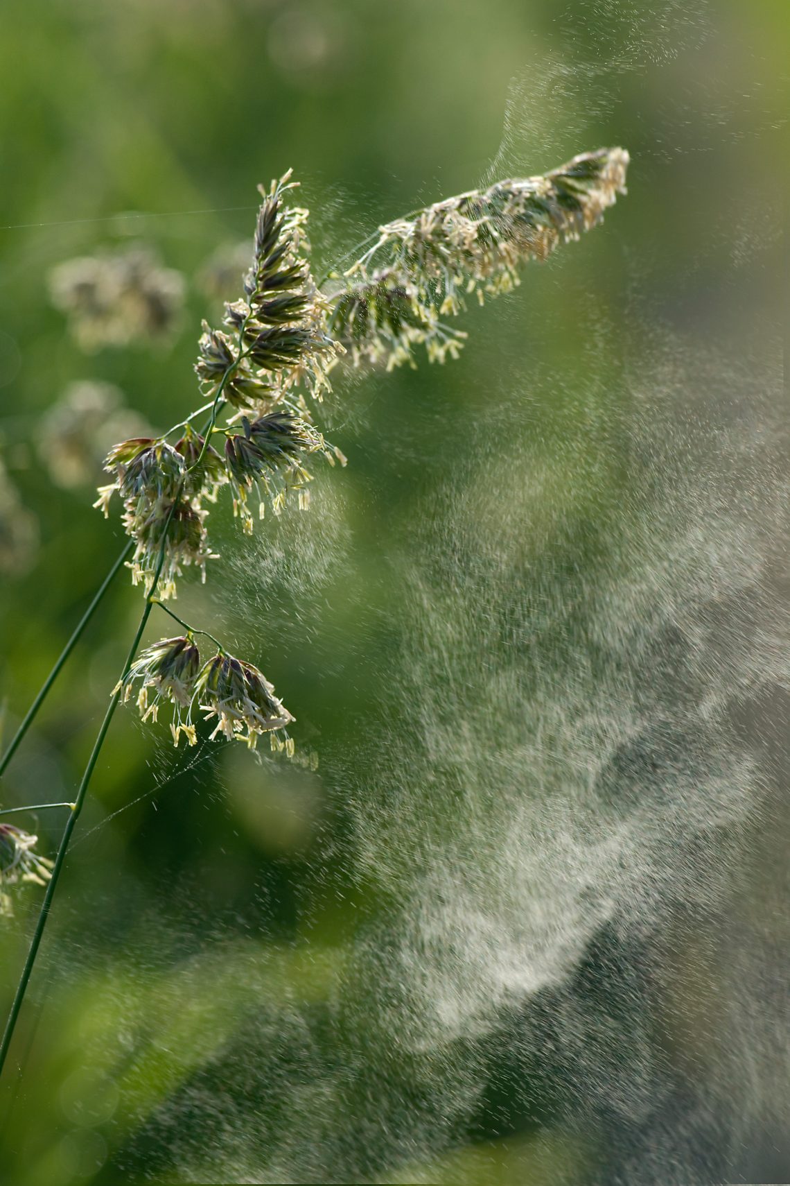 Les pollens déclenchent de nombreuses allergies