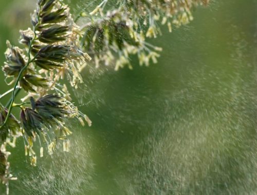 Les pollens déclenchent de nombreuses allergies