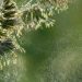 Les pollens déclenchent de nombreuses allergies