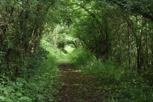 Sortie botanique au coeurs des sentiers Sarthois