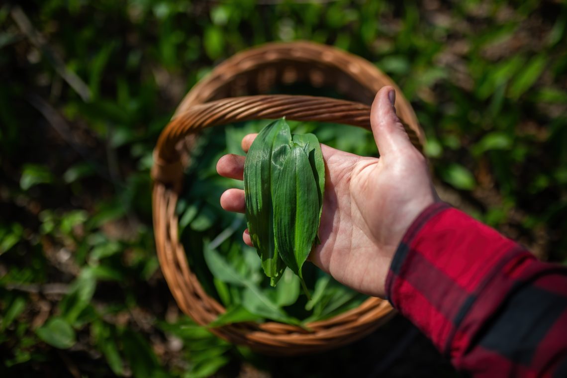 FAQ : comment se lancer dans la cueillette