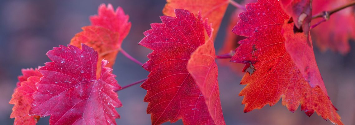 Plantes médicinales de la circulation : la vigne rouge
