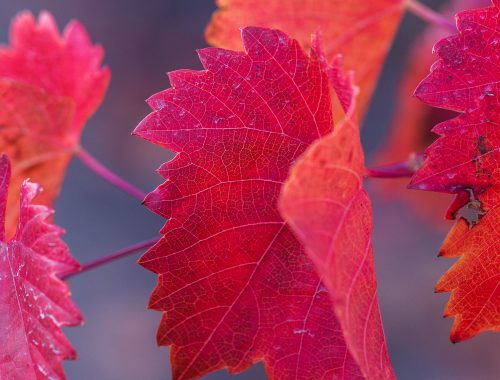 Plantes médicinales de la circulation : la vigne rouge