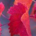 Plantes médicinales de la circulation : la vigne rouge