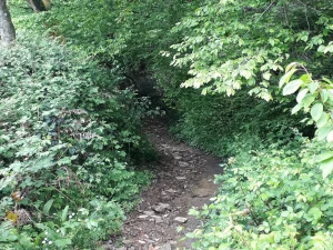 20 juin 2026 - Sortie botanique plantes sauvages médicinales Pruillé le Chétif - 10h-12h