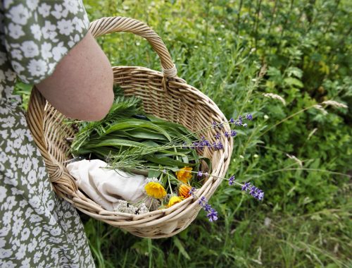 Journée portes ouvertes formation médicinales