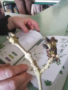 Formation annuelle plantes médicinales