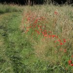 Sortie botanique sarthe