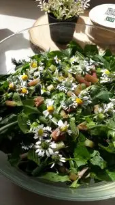 Plantes sauvages comestibles