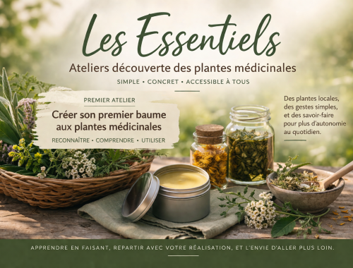 Atelier découverte plantes médicinales